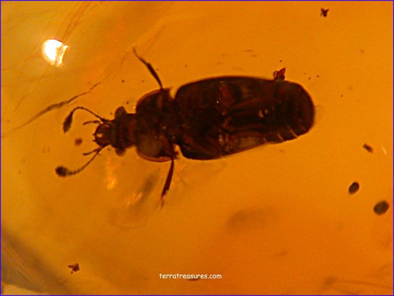 A101 DR9753 An Enormous Weevil in Dominican Amber  