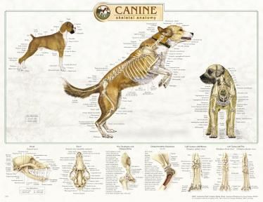 Canine Skeletal Anatomy Wall Chart #92515 Dog  