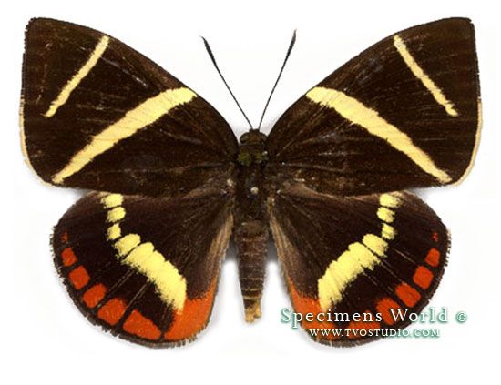 Castniidae, Castnia evaltioides * RARE * unm Moth Peru 1020  