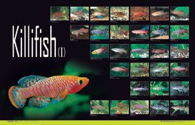 AQUAZOO KILLIFISH KILLI FISH AQUARIUM Poster WALLPAPER  