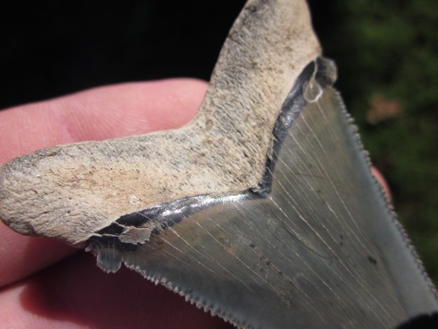 16 ANGUSTIDENS SHARK Tooth Megalodon Teeth SCUBA SC  