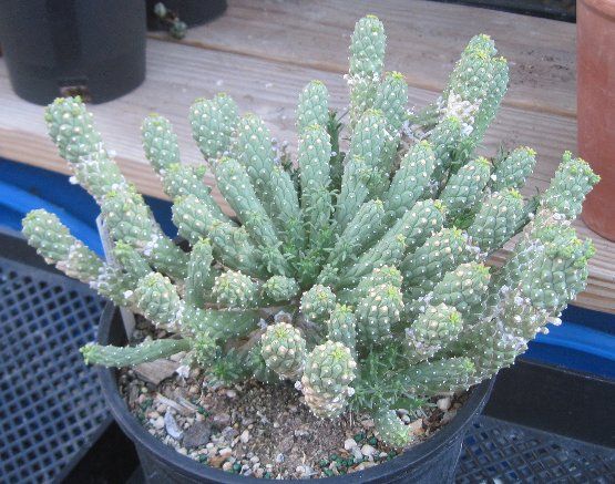 Euphorbia caput medusae Branching Medusa Head Succulent Extra Large 26 