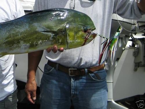 Saltwater Big Game Lure (9 inch Concave)IdentGrnBack  