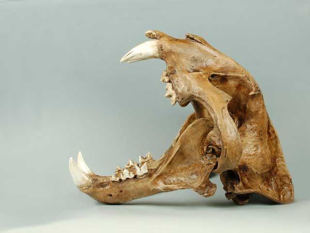 Resin hand made BONE TAXIDERMY Snow Leopard skull  