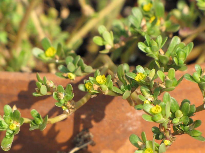 Purslane (Portulaca oleracea) 2 Seed Pods 2010 Season  