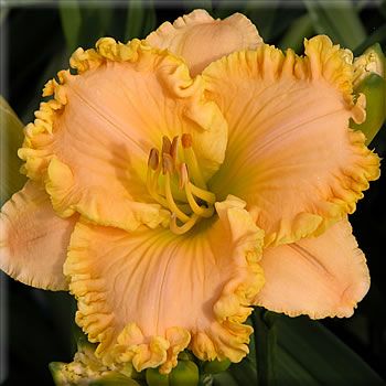 plants shipping daylily abbreviations xxxxx hybridizer year 