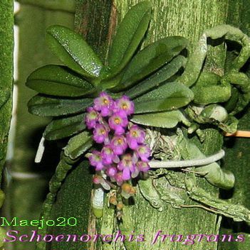   fragrans Miniature Fragrant Orchid Collectors L@@K USA seller  