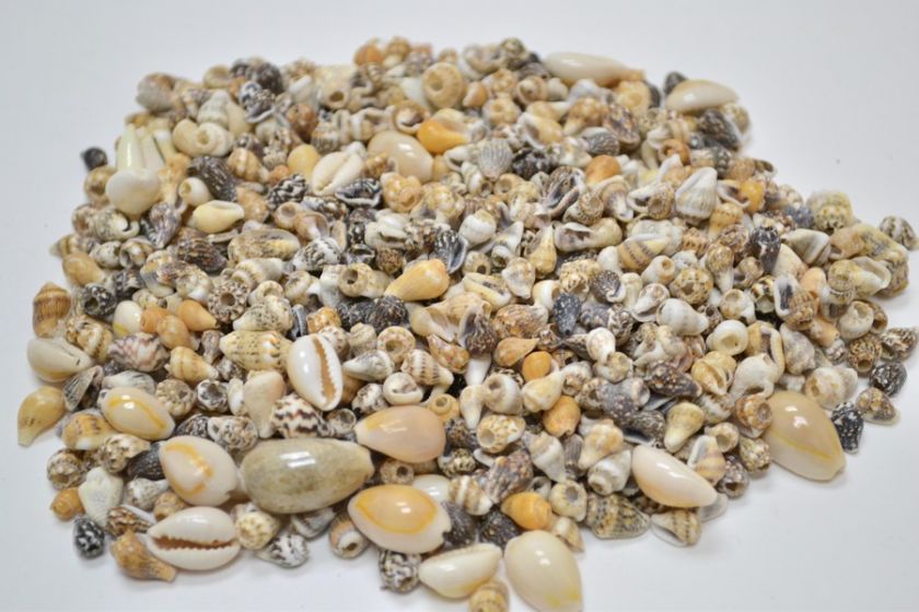   PCS DRILLED HOLE TINY MIXED NASSA COWRIE SEA SHELL BEADS CRAFT #N 11B