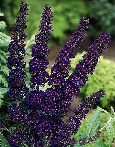 BUDDLEIA BUTTERFLY BUSH BLACK KNIGHT GARDEN PLANT  