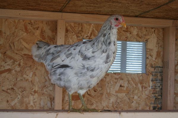 Blue Isbar Hatching Eggs   Extremely Rare Imported Breed BUY   IT 
