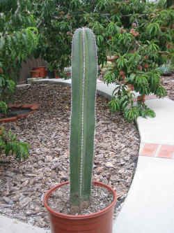 PACHYCEREUS MARGINATUS COLUMN CACTUS PLANT  