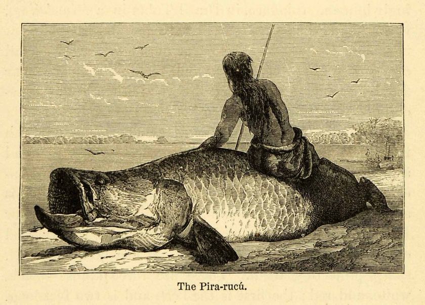   Lithograph Pirarucu Arapaima Paiche Fish  River Freshwater Hunt