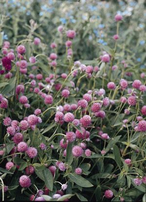 Gomphrena Globosa Qis Series Lilac Seeds  