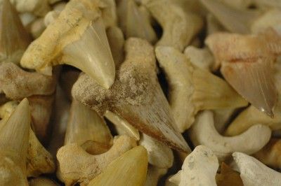 LARGE OTODUS OBLIQUUS FOSSIL SHARK TOOTH FROM MOROCCO  