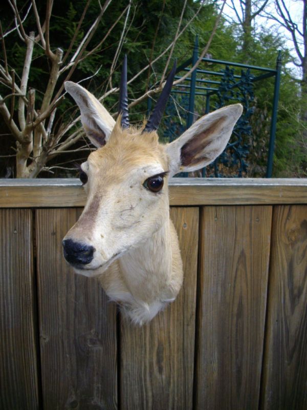 TAXIDERMY BUSH DUIKER SHO MT.NICE HORNS AFRICAN DECOR  