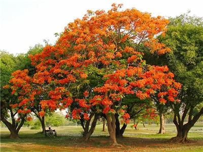 DELONIX REGIA SEEDS ES 18  